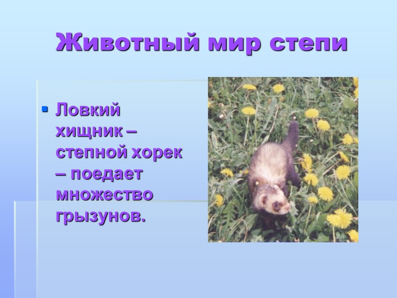 Животный мир степи Ловкий хищник – степной хорек – поедает множество грызунов.